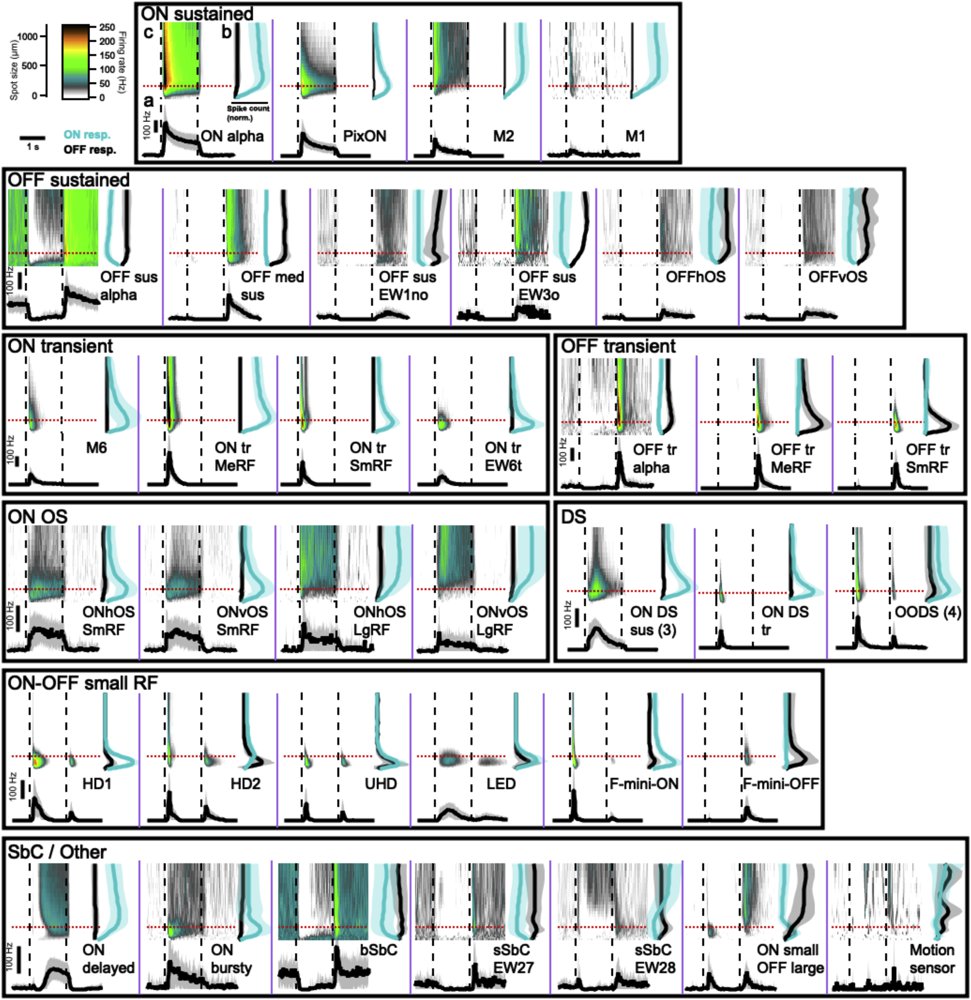 Classification of the Mouse Retinal Ganglion Cells image