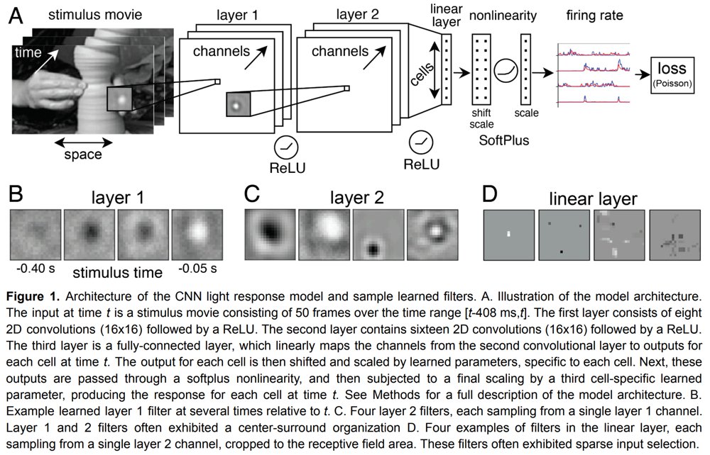 Neural Network Visual Response Models image
